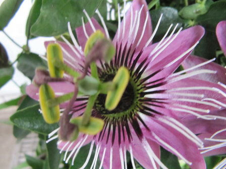 Passiflora - paars (19 cm pot)