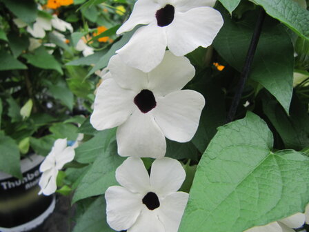 Thunbergia wit (19 cm pot)