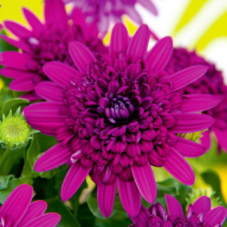 Dubbel: paars / paars 