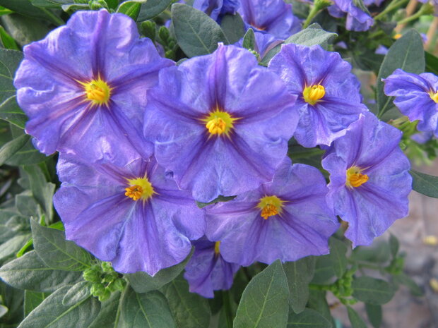 Solanum rantonnettii (19 cm pot)