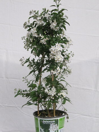 Solanum jasminoides (19 cm pot)