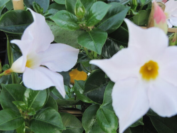 Sundaville wit, rek (19 cm pot)