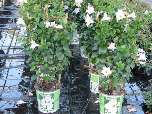 Sundaville wit, piramide (19 cm pot)