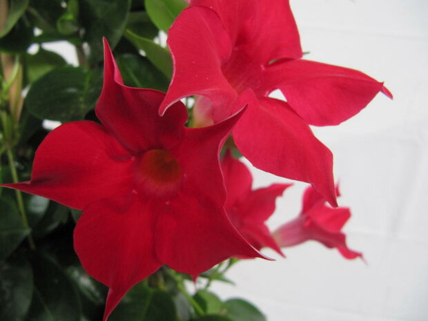 Sundaville rood, rek (19 cm pot)