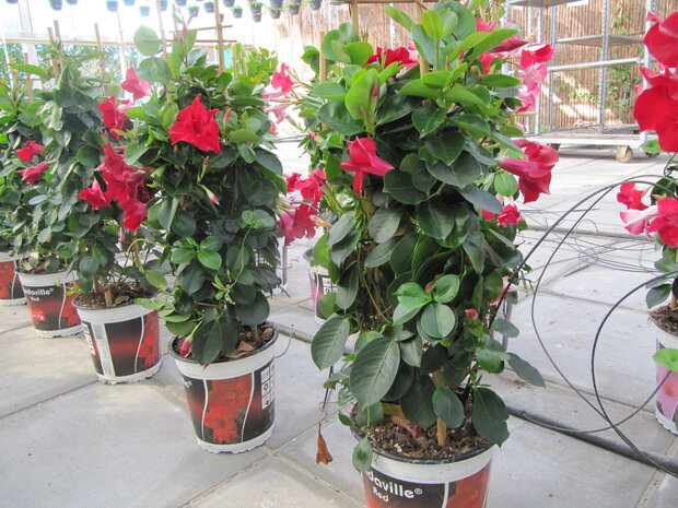 Sundaville rood, piramide (19 cm pot)