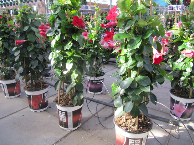 Sundaville rood, piramide (19 cm pot)