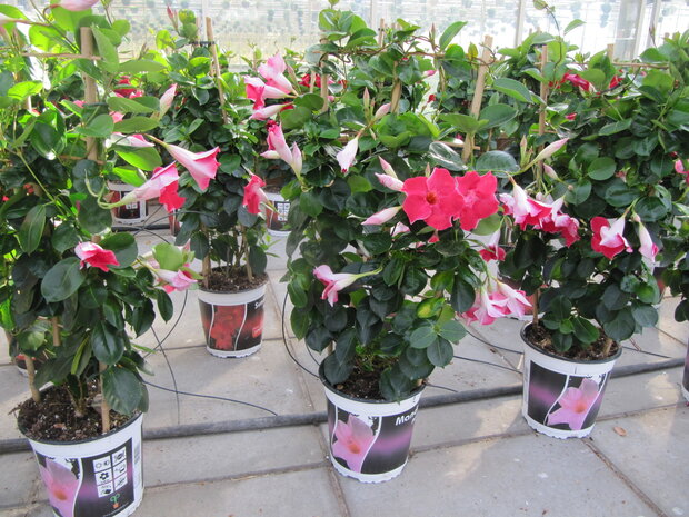 Sundaville roze, piramide (19 cm pot)