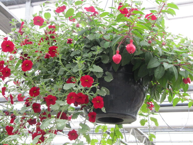 Hangpot 30 cm: Mix BEPERKT ASSORTIMENT!