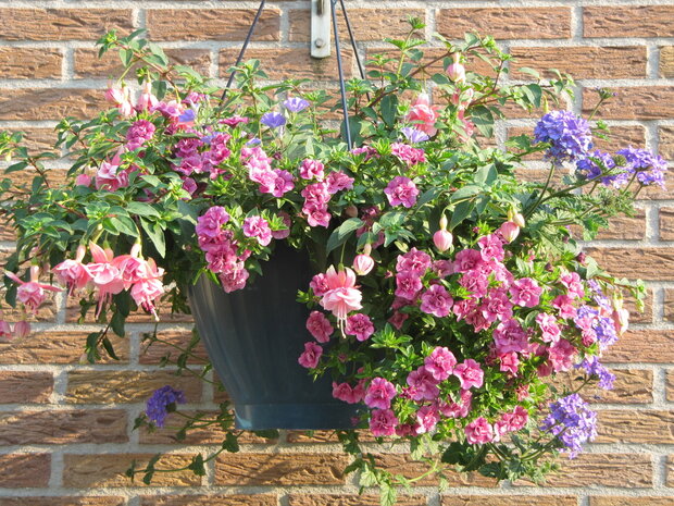 Hangpot 30 cm: Mix BEPERKT ASSORTIMENT!