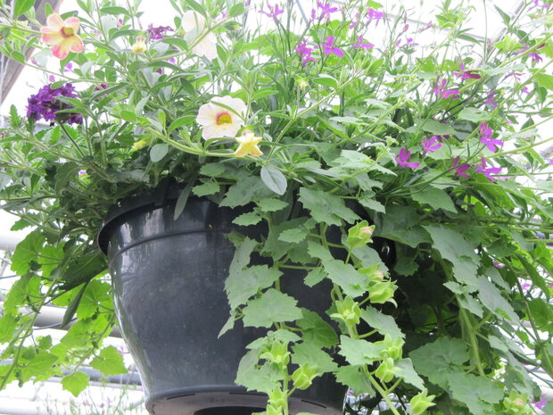 Hangpot 30 cm: Mix BEPERKT ASSORTIMENT!