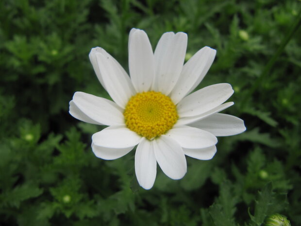 Chrysanthemum - wit