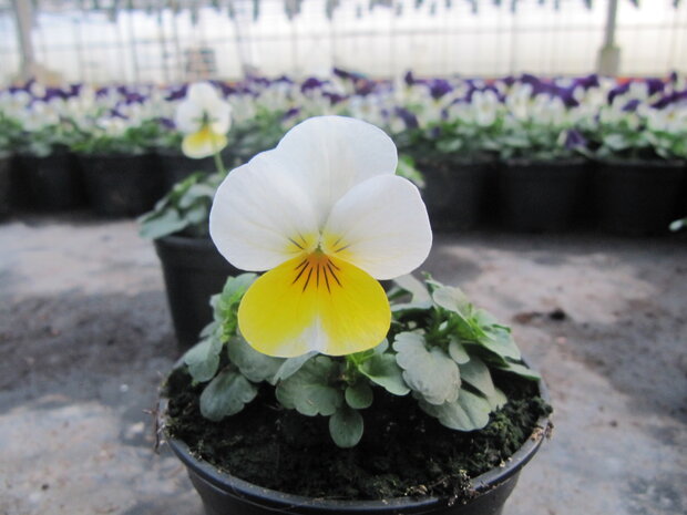Beacon Yellow