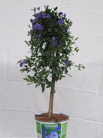 Solanum rantonnettii (19 cm pot)