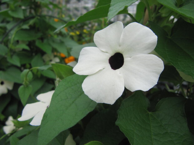 Thunbergia wit (19 cm pot)