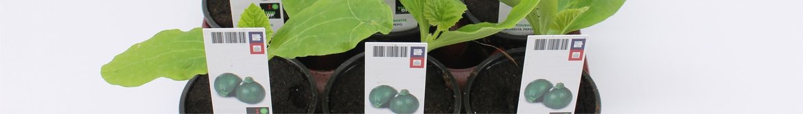 Groenteplanten-in-pot-9-cm