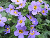 Sutera (bacopa) - blauw