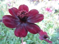 Cosmos - fluweelrood