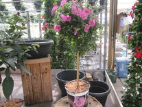 Anisodonthea roze (19 cm pot)