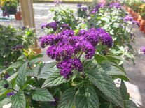 Heliotropium blauw (19 cm pot)