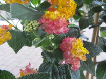 Lantana op stam (19 cm pot)