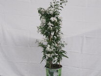 Solanum jasminoides (19 cm pot)