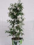 Solanum jasminoides (19 cm pot)