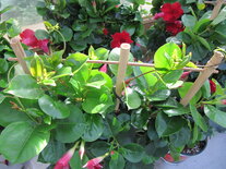 Sundaville rood, rek (19 cm pot)