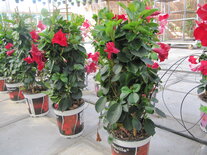 Sundaville rood, rek (19 cm pot)