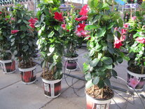 Sundaville rood, rek (19 cm pot)