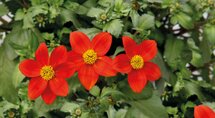 Bidens - rood