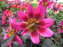 Dahlia - purperroze (donker blad)