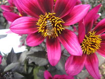 Dahlia - purperroze (donker blad)