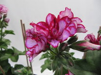 Hang: Nixe - rood met wit