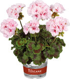 Staand: Estelle - bloesemkleur