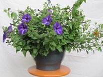 Hangpot 30 cm: Mix BEPERKT ASSORTIMENT!