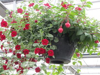 Hangpot 30 cm: Mix BEPERKT ASSORTIMENT!