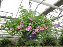 Hangpot 30 cm: Mix BEPERKT ASSORTIMENT!