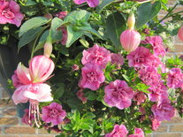 Hangpot 30 cm: Mix BEPERKT ASSORTIMENT!