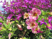 Hangpot 30 cm: Mix BEPERKT ASSORTIMENT!