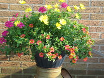 Hangpot 30 cm: Mix BEPERKT ASSORTIMENT!