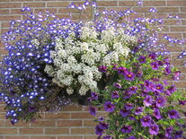 Hangpot 30 cm: Mix BEPERKT ASSORTIMENT!