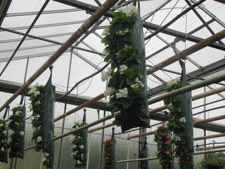 Flowerbag begonia