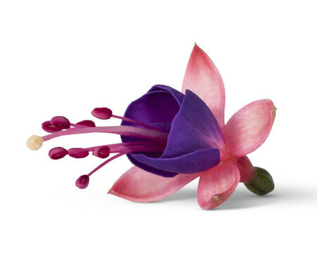 Staand: Mariska - paars met roze