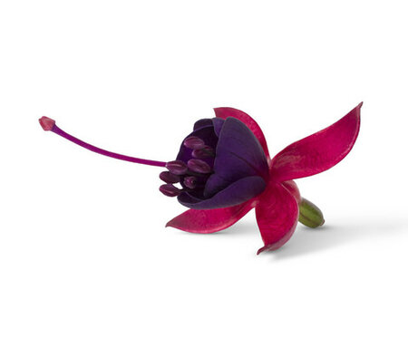 Staand: Bella Soila - paars met rood