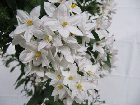 Solanum wit (19 cm pot)