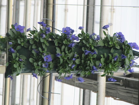 Flowerbag met kleinbloemige violen