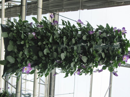 Flowerbag met kleinbloemige violen
