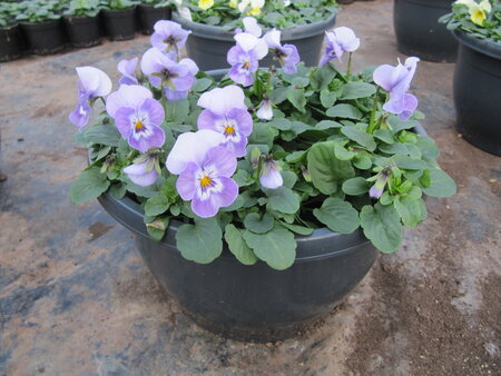 Hangpot (25 cm) - kleinbloemige violen