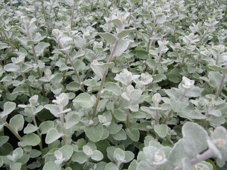 Helichrysum - grijs blad (grof)