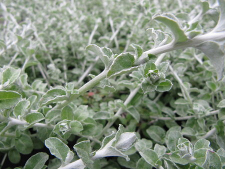 Helichrysum - grijs blad (fijn)